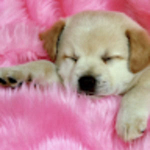 Meet your Posher, Halle